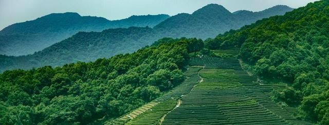 最近很火的“茶旅游”，在南方怎樣開發？這幾點要做好！